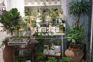 精致浪漫的天雄花店 城市中的诗意花房