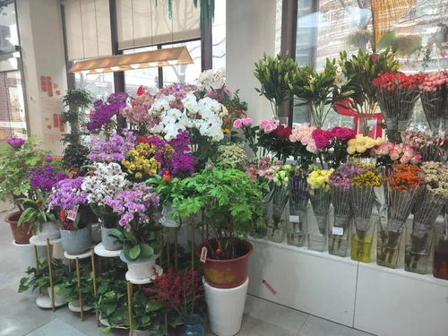 姹紫嫣红年宵花，爱申活暖心春——花店上新迎新春