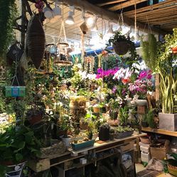 亮马花卉 朝阳区花卉购物与团购指南